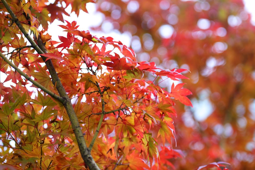automne coree du sud