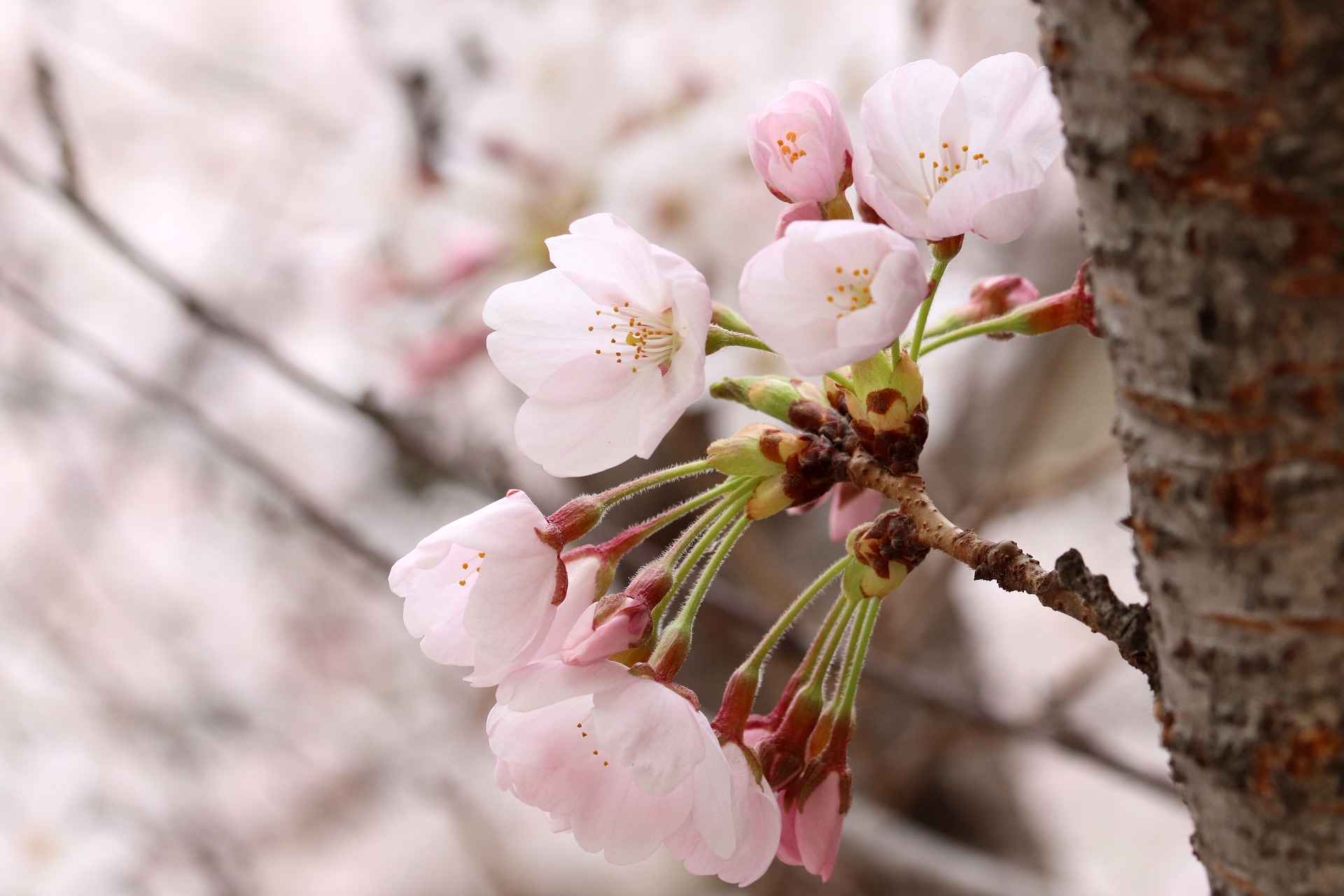 printemps en coree du sud