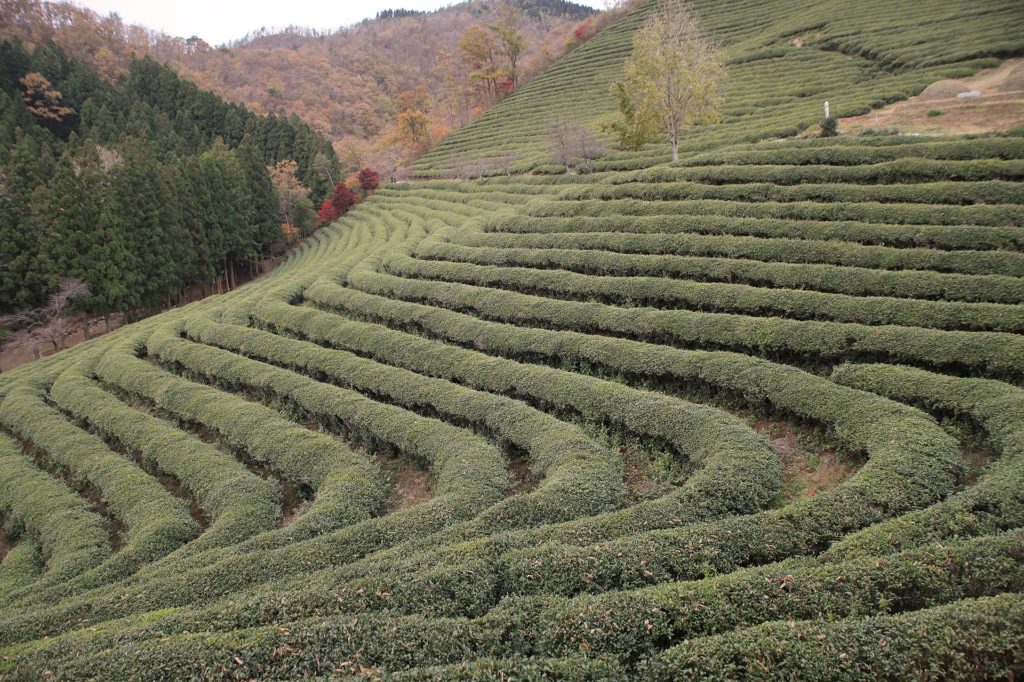 plantation thé vert boseong lieux à visiter en Corée du sud
